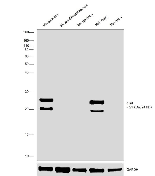 Cardiac Troponin I Antibody in Western Blot (WB)