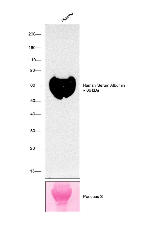 Human Serum Albumin Antibody in Western Blot (WB)