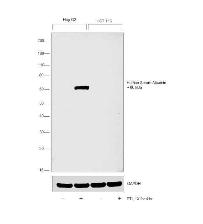 Human Serum Albumin Antibody