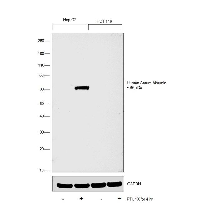 Human Serum Albumin Antibody in Western Blot (WB)