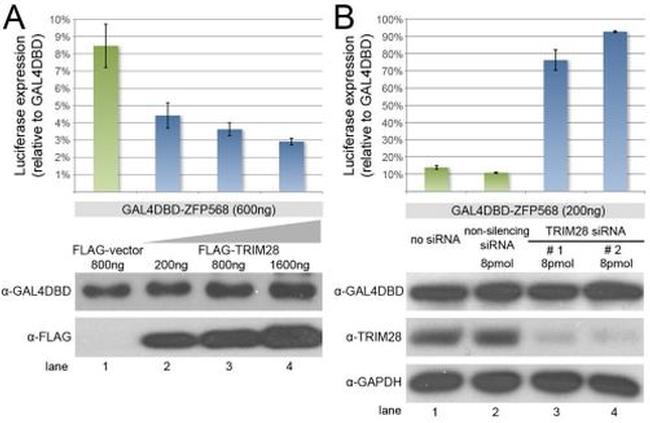 TRIM28 Antibody in Western Blot (WB)