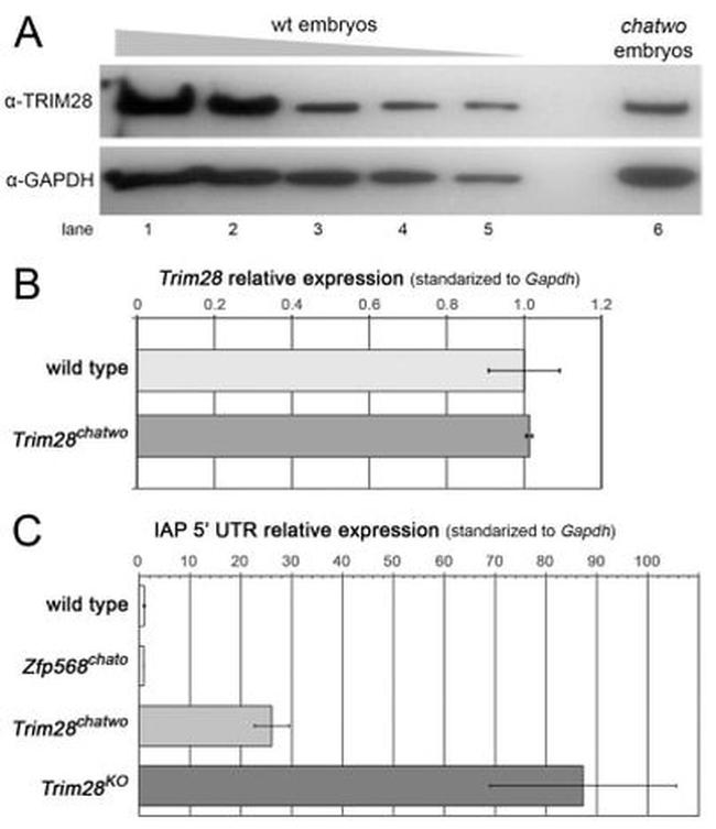 TRIM28 Antibody in Western Blot (WB)