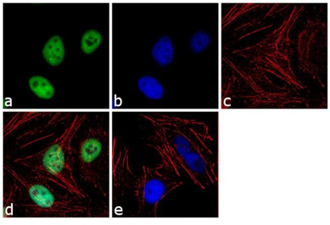 TRIM28 Antibody in Immunocytochemistry (ICC/IF)