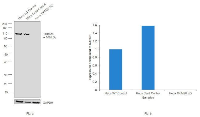 TRIM28 Antibody