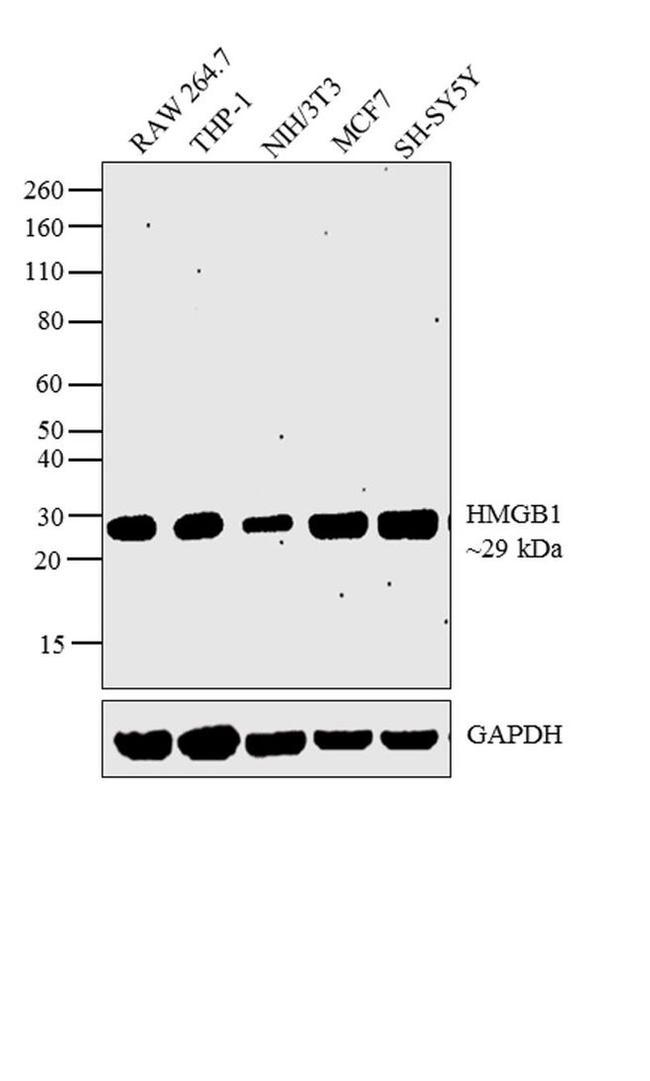 HMGB1 Antibody in Western Blot (WB)