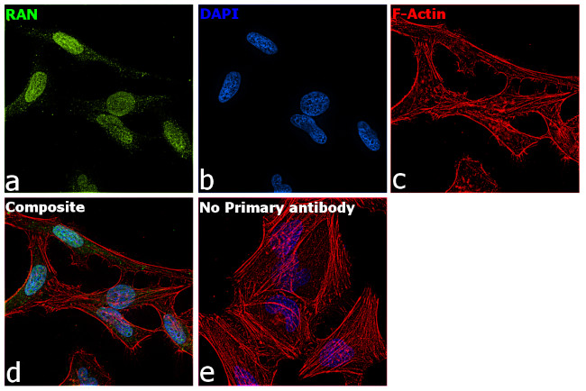 RAN Antibody in Immunocytochemistry (ICC/IF)