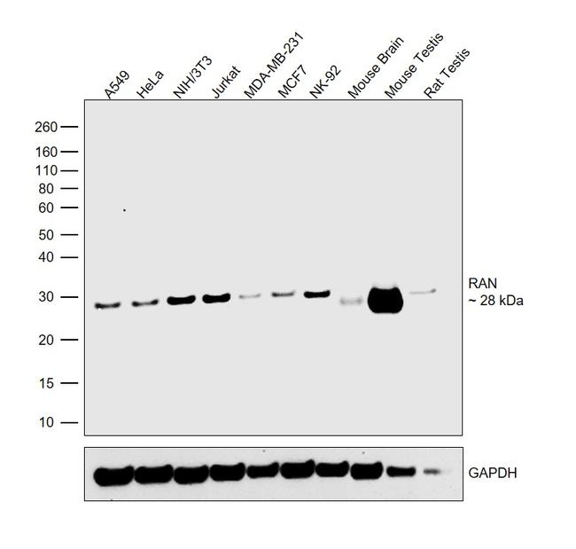 RAN Antibody in Western Blot (WB)