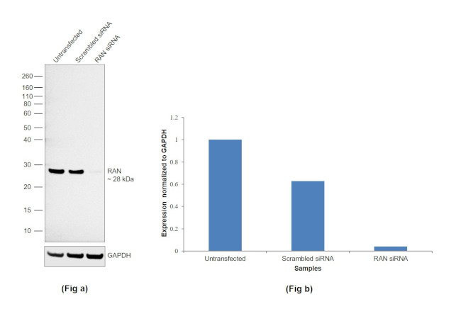 RAN Antibody