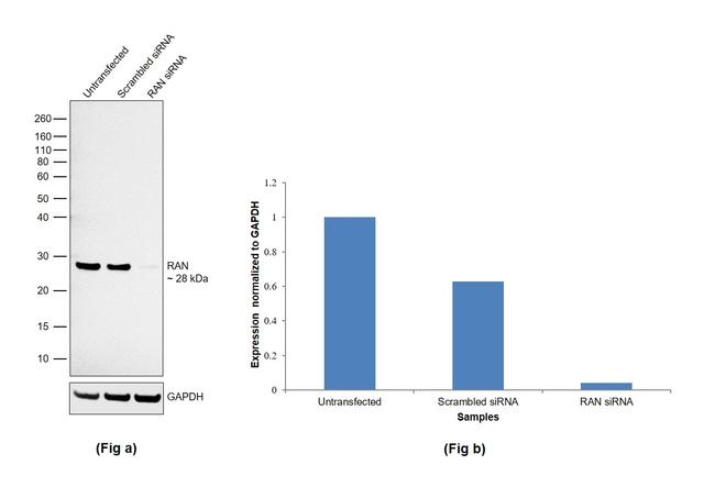 RAN Antibody in Western Blot (WB)