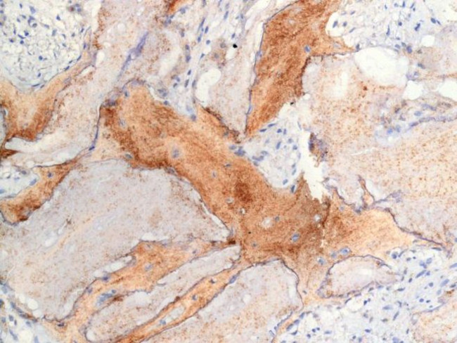 Osteocalcin Antibody in Immunohistochemistry (Paraffin) (IHC (P))