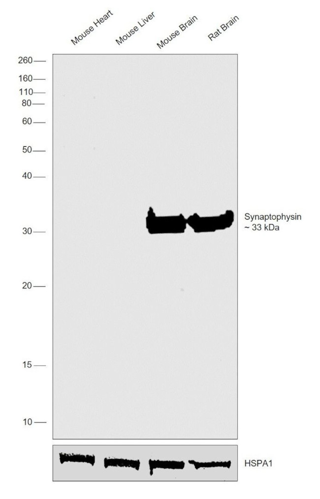 Synaptophysin Antibody