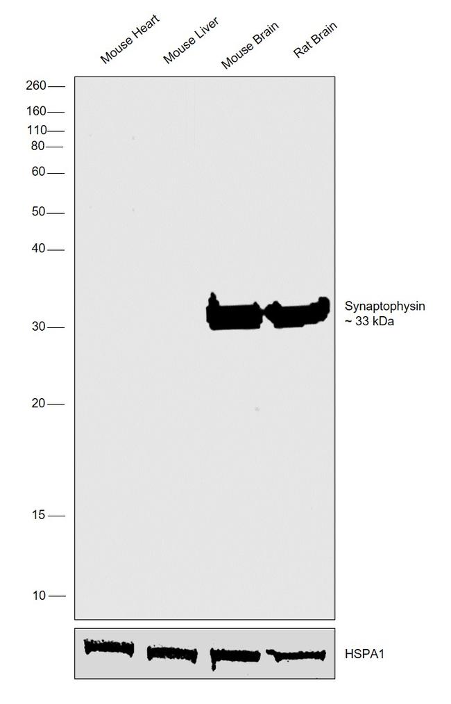 Synaptophysin Antibody in Western Blot (WB)