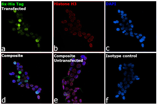 6x-His Tag Antibody in Immunocytochemistry (ICC/IF)