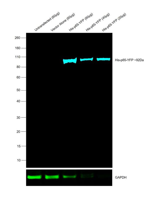 6x-His Tag Antibody in Western Blot (WB)