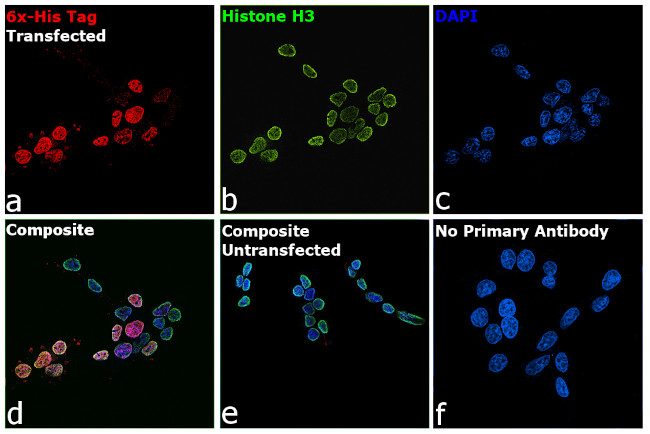 6x-His Tag Antibody in Immunocytochemistry (ICC/IF)