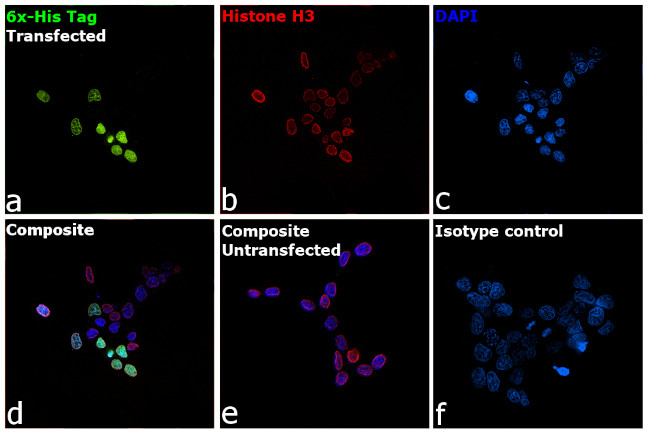 6x-His Tag Antibody in Immunocytochemistry (ICC/IF)