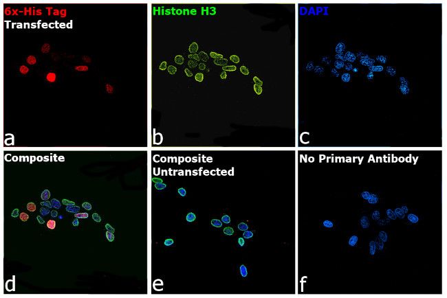 6x-His Tag Antibody in Immunocytochemistry (ICC/IF)