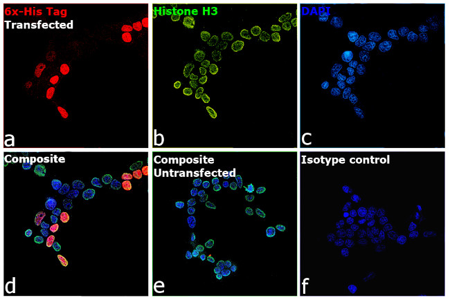 6x-His Tag Antibody in Immunocytochemistry (ICC/IF)