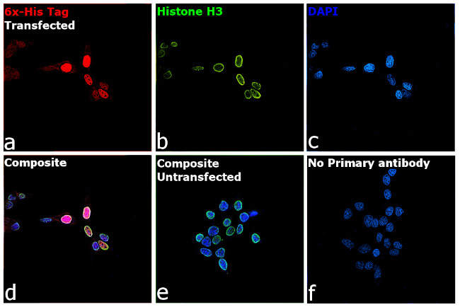 6x-His Tag Antibody in Immunocytochemistry (ICC/IF)