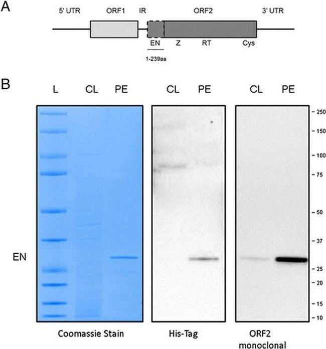 6x-His Tag Antibody in Western Blot (WB)