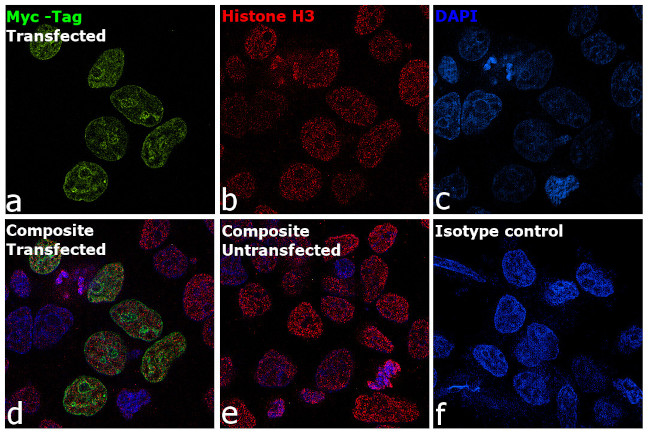 Myc Tag Antibody in Immunocytochemistry (ICC/IF)