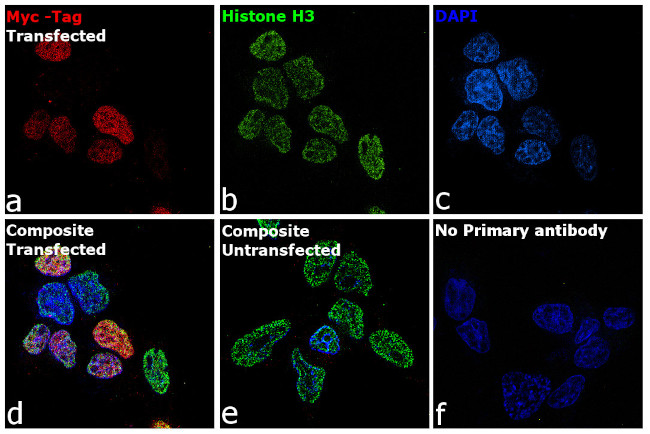 Myc Tag Antibody in Immunocytochemistry (ICC/IF)