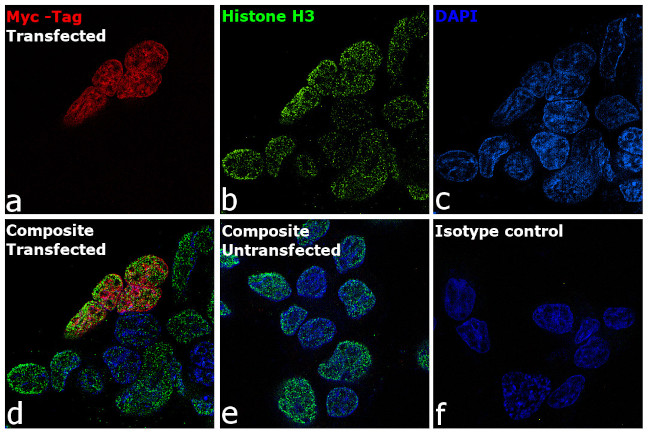 Myc Tag Antibody in Immunocytochemistry (ICC/IF)