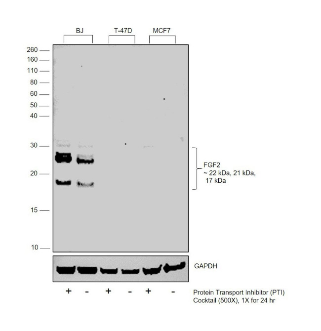 FGF2 Antibody