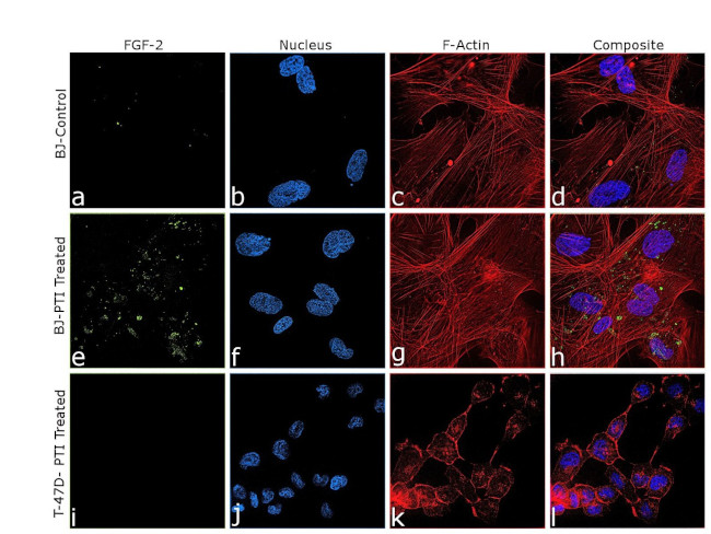 FGF2 Antibody in Immunocytochemistry (ICC/IF)