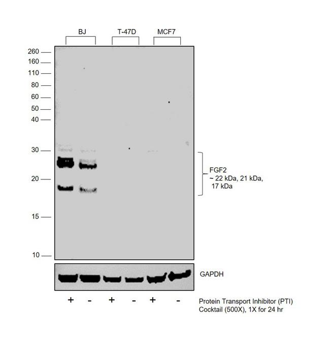 FGF2 Antibody in Western Blot (WB)