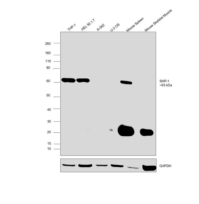 SHP-1 Antibody in Western Blot (WB)