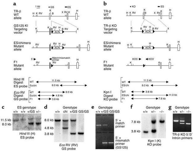 THRA/THRB Antibody in Western Blot (WB)