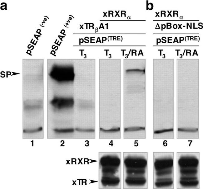 THRA/THRB Antibody in Western Blot (WB)