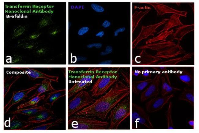 Transferrin Receptor Antibody