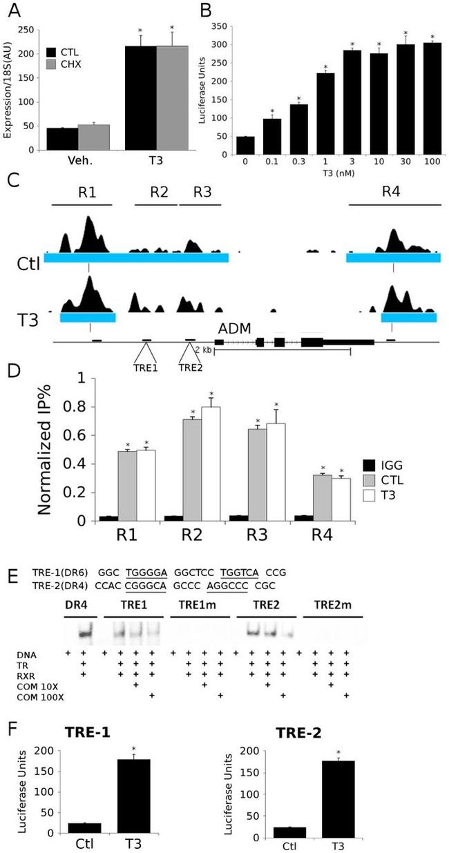 THRB Antibody in ChIP Assay (ChIP)