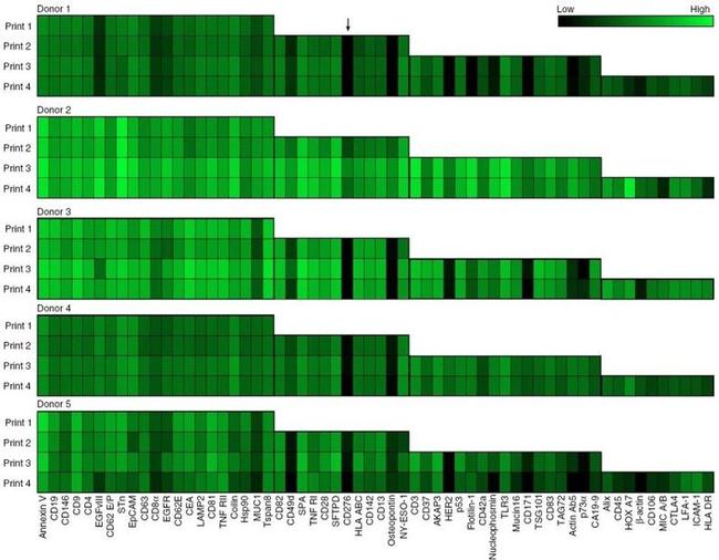 E-selectin Antibody in Peptide array (ARRAY)