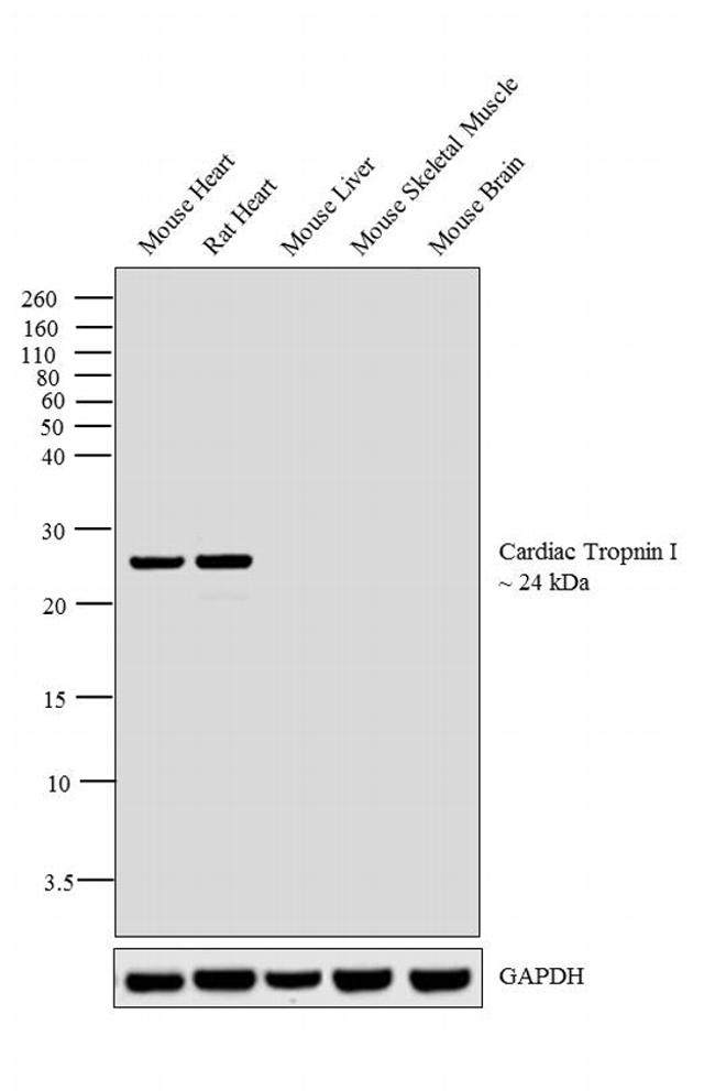 Cardiac Troponin I Antibody in Western Blot (WB)