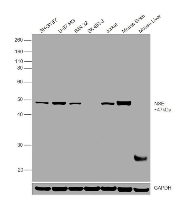 NSE Antibody