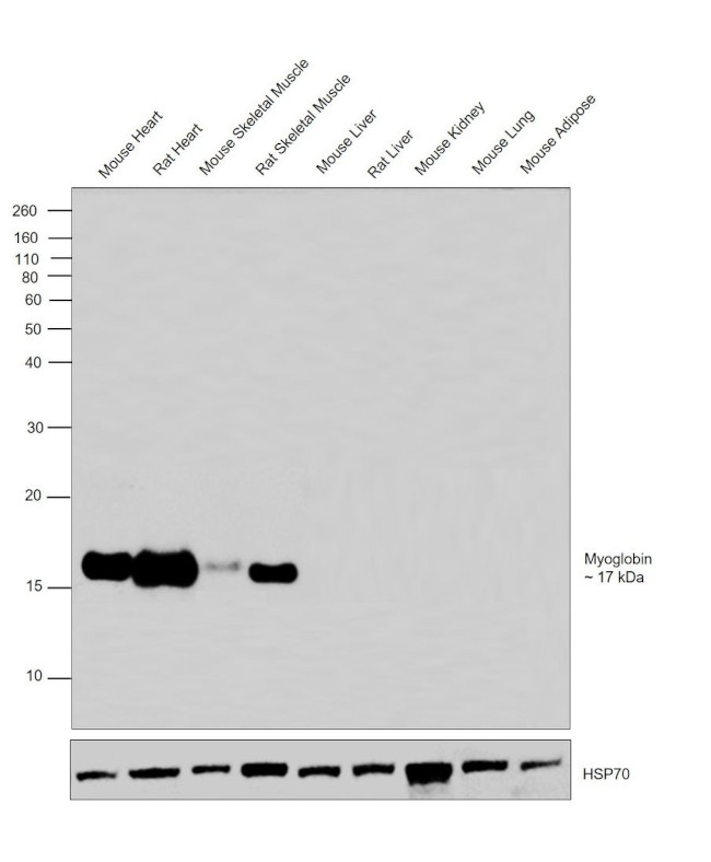 Myoglobin Antibody