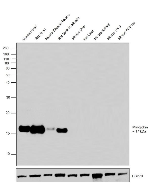 Myoglobin Antibody in Western Blot (WB)