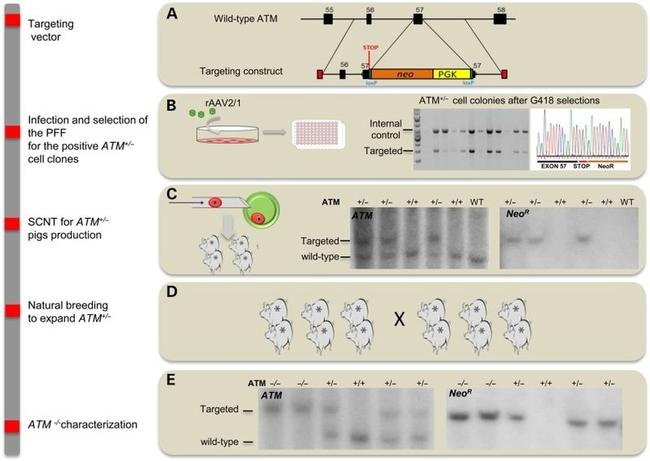 ATM Antibody in Western Blot (WB)