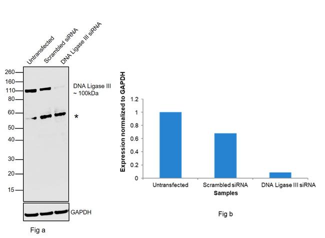 DNA Ligase III Antibody in Western Blot (WB)