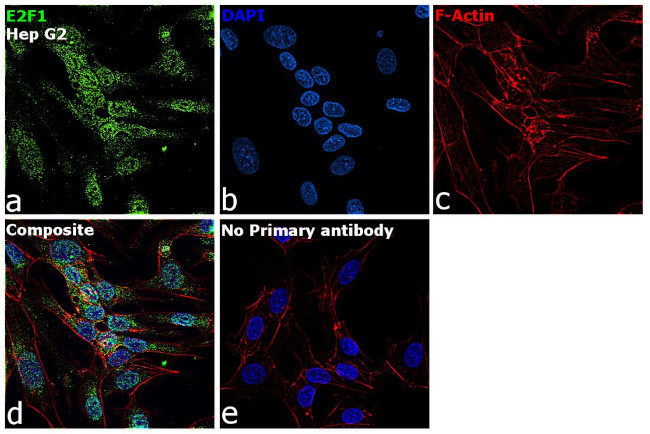 E2F1 Antibody in Immunocytochemistry (ICC/IF)