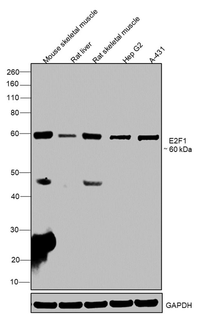 E2F1 Antibody in Western Blot (WB)