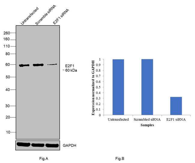 E2F1 Antibody in Western Blot (WB)