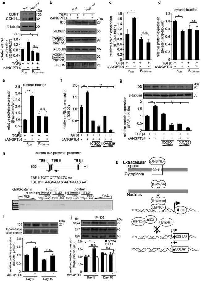 ID3 Antibody