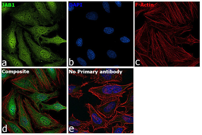 JAB1 Antibody in Immunocytochemistry (ICC/IF)