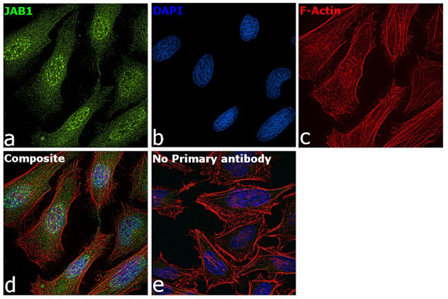 JAB1 Antibody in Immunocytochemistry (ICC/IF)