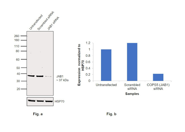 JAB1 Antibody