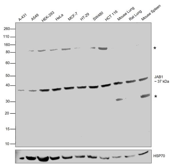 JAB1 Antibody in Western Blot (WB)